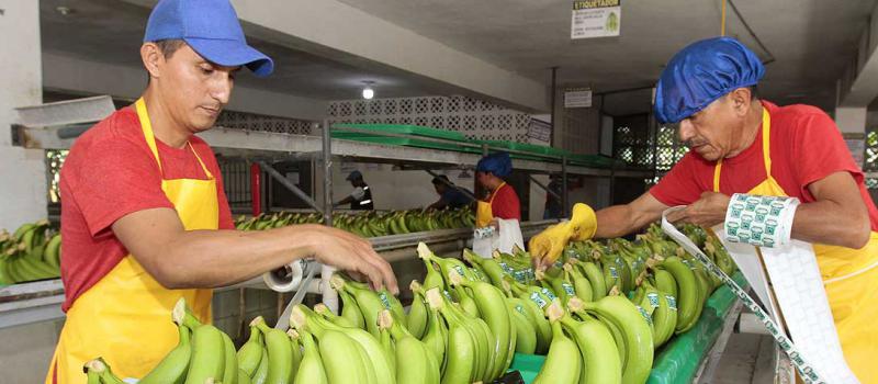 Los jornaleros de la Finca San Vicente colocan los sellos al banano orgánico que se empaca para el mercado de comercio justo . La bananera está en la vía El Guabo-Bajo Alto, en El Oro. Foto: Mario Faustos / LÍDERES