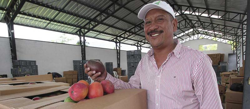 Marco León, gerente de Asoprovalle, inspecciona un cargamento de mangos que tenía como destino los mercados de Colombia. Foto: Álvaro Pineda para LÍDERES