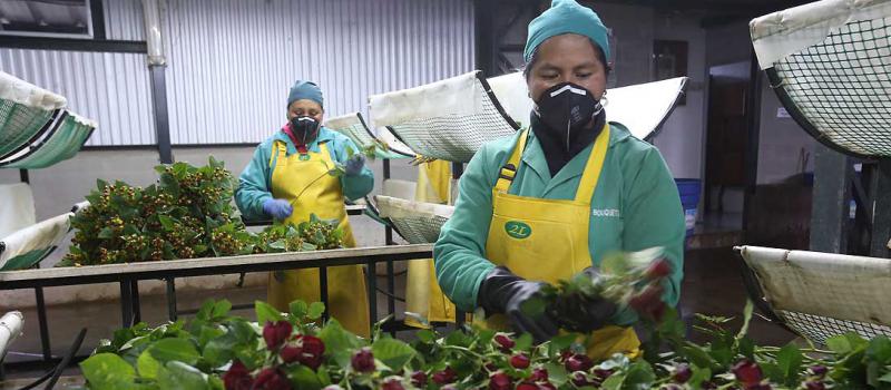 La pyme Pacific Bouquet, exportadora de rosas, destaca que se hayan reducido aranceles para maquinaria, materias primas e insumos. Espera que se dé un ajuste de tipo tributario. Foto: archivo / LÍDERES