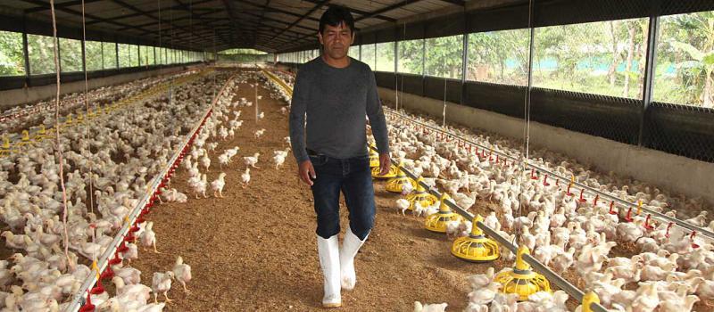 Jorge Asitimbay es uno de los emprendedores que lidera la Asociación de Productores de Pollo en la provincia de Pastaza. Tiene tres granjas. Foto: Glenda Giacometti / LÍDERES