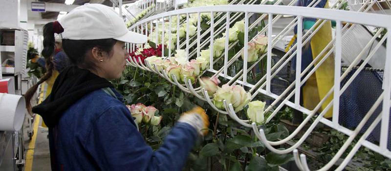 El 60% de los trabajadores de la empresa florícola son mujeres. Ellas se  encargan de escoger los tallos que luego son exportados a otros países. Fotos: Glenda Giacometti / LÍDERES