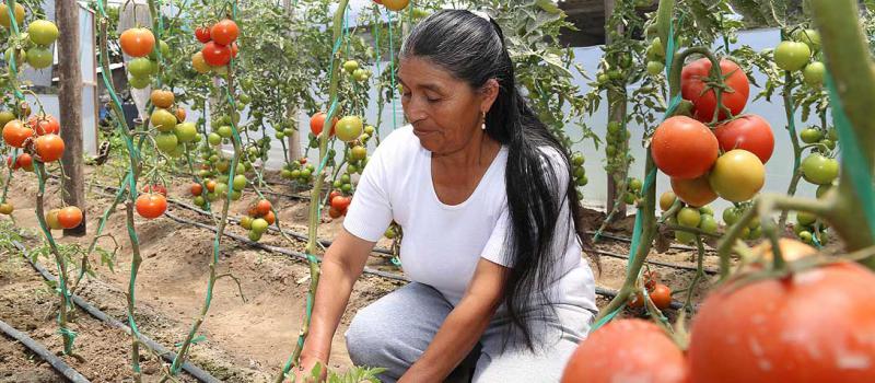 Los huertos urbanos, que producen alimentos para  el consumo sano de poblaciones vulnerables, son parte del proyecto de Agricultura Urbana (Agrupar) de Conquito. Foto: archivo / LÍDERES
