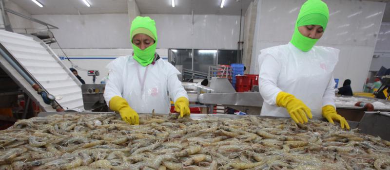 China, EE.UU. y Vietman lideran la lista de países a los cuales Ecuador exporta camarón.  El año pasado aumentaron las ventas de este crustáceo en 40 países, incluyendo siete nuevos. Foto: Archivo / LÍDERES