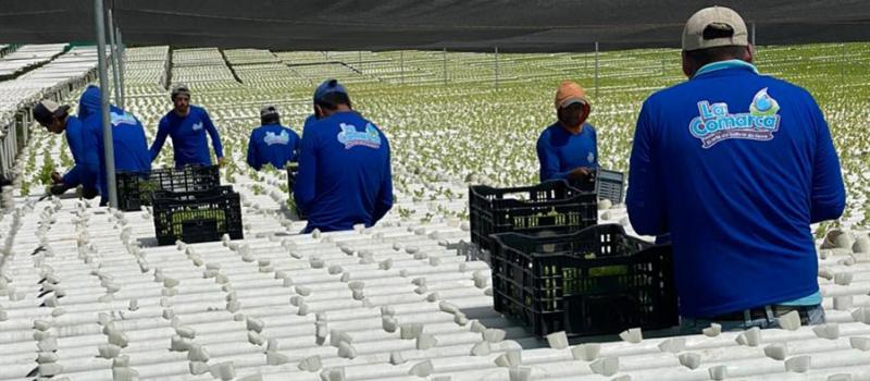 La Comarca produce al día 20 000 lechugas en una plantación de 10 hectáreas. A final de año, la firma tiene previsto importar.