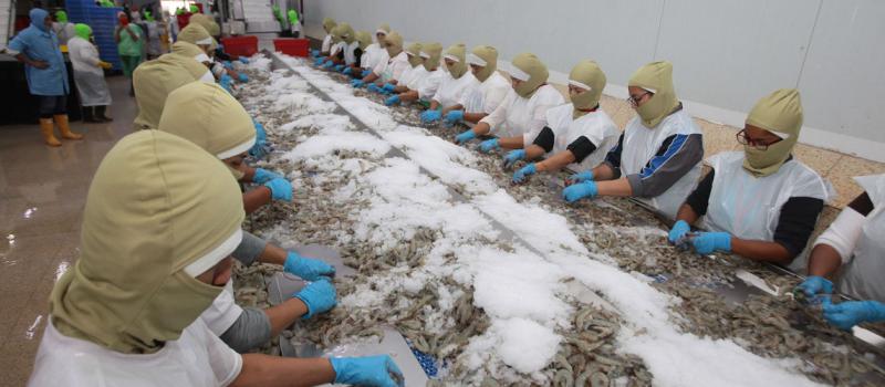 Las exportaciones de camarón alcanzaron los USD 1 270 millones en el primer cuatrimestre de 2020 y su principal destino fue China. Subieron un 12% con respecto al año pasado. Foto: archivo/LÍDERES
