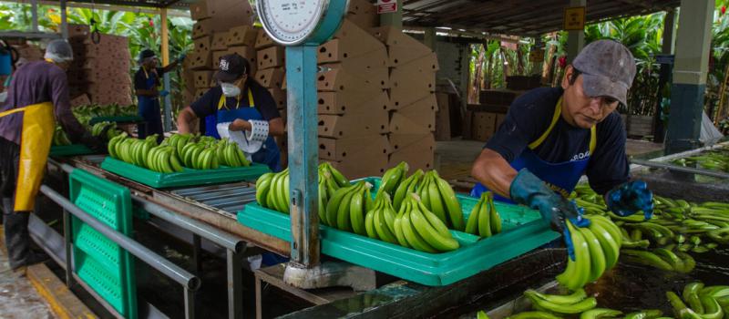El banano es uno de los productos que tienen oportunidades de crecer, con el acuerdo con el Reino Unido. En la fotografía, una plantación de la fruta, ubicada en la provincia de El Oro. Archivo / LÍDERES