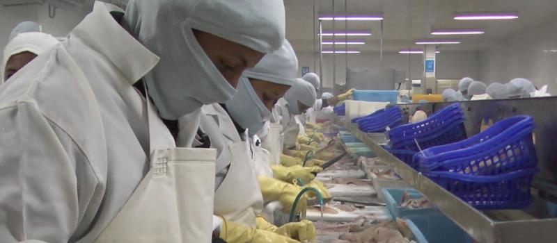 Las exportaciones de camarón de Industrial Pesquera Santa Priscila representaron USD 1 000 millones en 2021 y se convirtió en el primer proveedor mundial en Estados Unidos.  Foto: tomada del portal web de Industrial Pesquera Santa Priscila