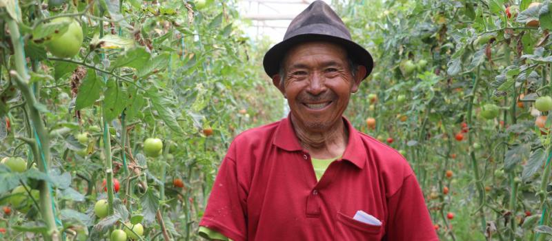 Los pequeños productores de la Sierra centro, como de tomate riñón, acceden a créditos verdes para producir sus cultivos, sin el uso de químicos en fertilizantes y otros insumos. También cuidan el agua. FOTOS: Cortesía: Conafips