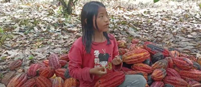 La niña Yarelis, de la comunidad Limonchicta, en Napo, enseña sobre la cosecha de cacao a los integrantes de la empresa WAO Food. Foto: Cortesía / WAO Food