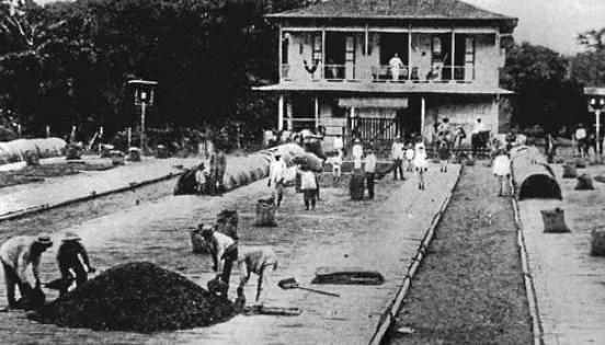 Esta fotografía muestra una hacienda cacaotera de la Costa. Sus envíos empezaron en el siglo XIX. Foto: Cortesía  Anecacao