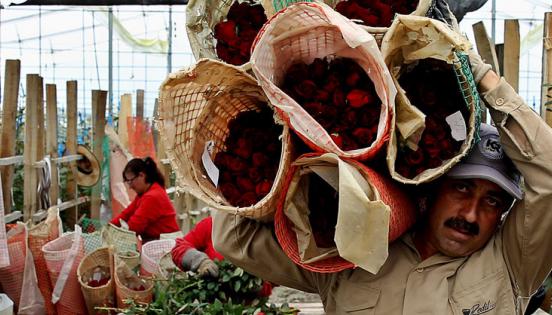 Plantaciones de flores en Nemocón, Colombia, El 75% de sus rosas llega a EE.UU. Foto: Leonardo Muñoz /EFE.