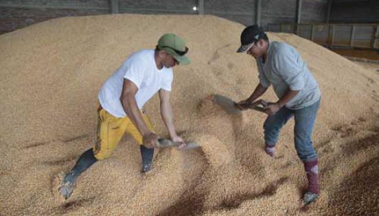 Según  los productores, hay aún en stock unas 20 000 toneladas de la cosecha del año pasado. Foto: Mario Faustos / LÍDERES
