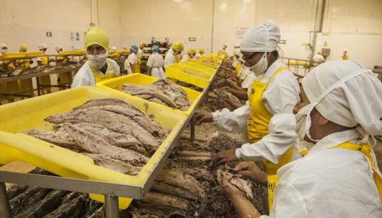 Personal de la industria Fishcorp limpia los lomos de atún para luego empacarlos y exportar el producto a la UE. Foto:  Foto: Enrique Pesantes / LÍDERES