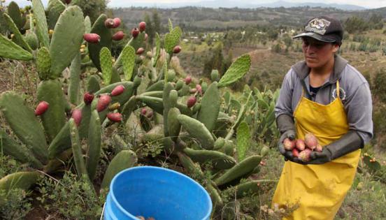 Elizabeth Torres es una de las mujeres que siembran y cosechan esta fruta para darle valor agregado. Foto:  Glenda Giacometti / LÍDERES