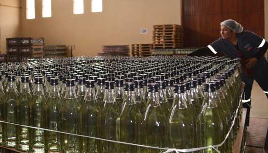 Desde valles ubicados a más de 1 800 metros sobre el nivel del mar en el sur de Bolivia, el aroma de los vinos está despegando para conquistar mercados en el extranjero. Foto: AFP