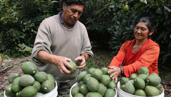 En Ecuador también se produce la fruta. Se busca más exportaciones. Foto: Archivo / LÍDERES