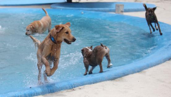 Pet Club cuenta con una piscina mediana, de 67 cm de profundidad, y otras cuatro medianas para perros.