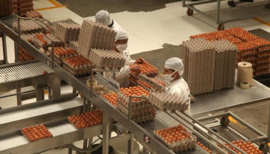 Bioalimentar produce alrededor de 48 000 huevos por hora con la marca Bio .