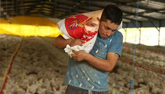 Los trabajadores se encargan del cuidado, alimentación de las aves que se reparten en los tres galpones de cada una de las granjas avícolas.
