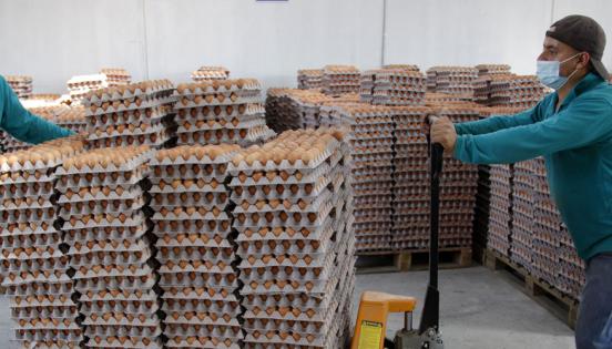 Trabajadores se encargan del traslado de las cubetas. El 40% de los huevos se vende bajo la marca Selecto. El resto como genéricos.