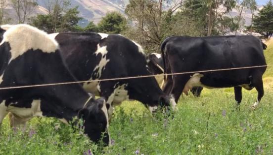 Las vacas de la hacienda producen leche certificada como orgánica. Eso le da más valor a los derivados.