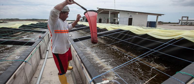 Un trabajador coloca las larvas en los tanques de raceways de Cofimar. Foto: Enrique Pesantes / EL COMERCIO