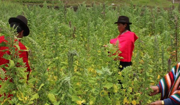 Los agricultores de Chimborazo reemplazaron sus cultivos de quinua con trigo y cebada. Solo 500 hectáreas se sembraron con quinua. Foto: Raúl Díaz para LÍDERES